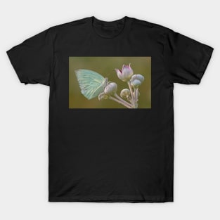 Mottled Emigrant Butterfly on a Flower T-Shirt